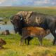 Artwork Photography of Buffalo by Mary Pettis