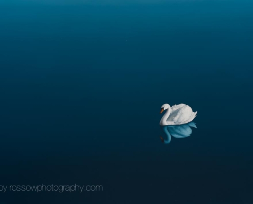 Jasmine-painting by Matthew Rucker