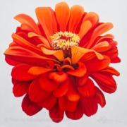 Zinnia-painting by Leanne Hanson