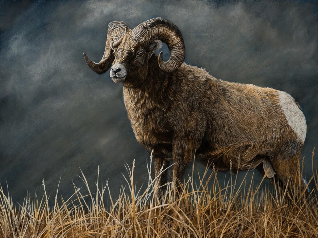 Powerful Force - Bighorn Sheep - painting by Johanna Lerwick photographed by Mitch Rossow