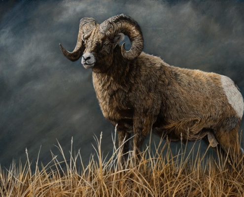 Powerful Force - Bighorn Sheep - painting by Johanna Lerwick photographed by Mitch Rossow