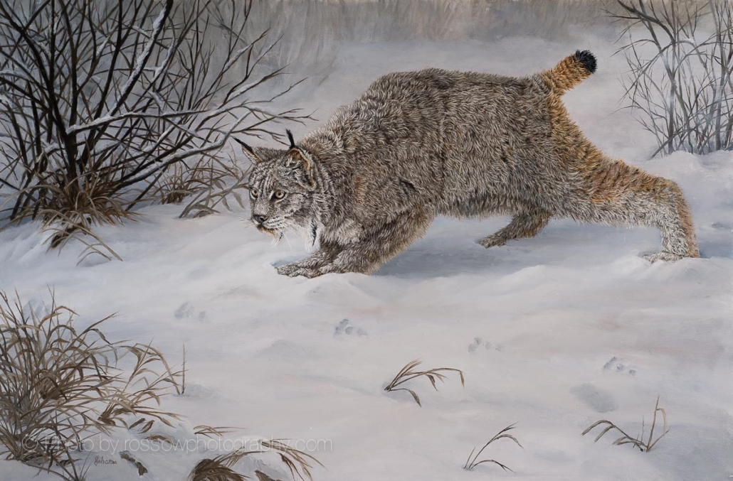 Ready to Pounce - Canadian Lynx - painting by Johanna Lerwick photographed by Mitch Rossow