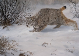 Ready to Pounce - Canadian Lynx - painting by Johanna Lerwick photographed by Mitch Rossow