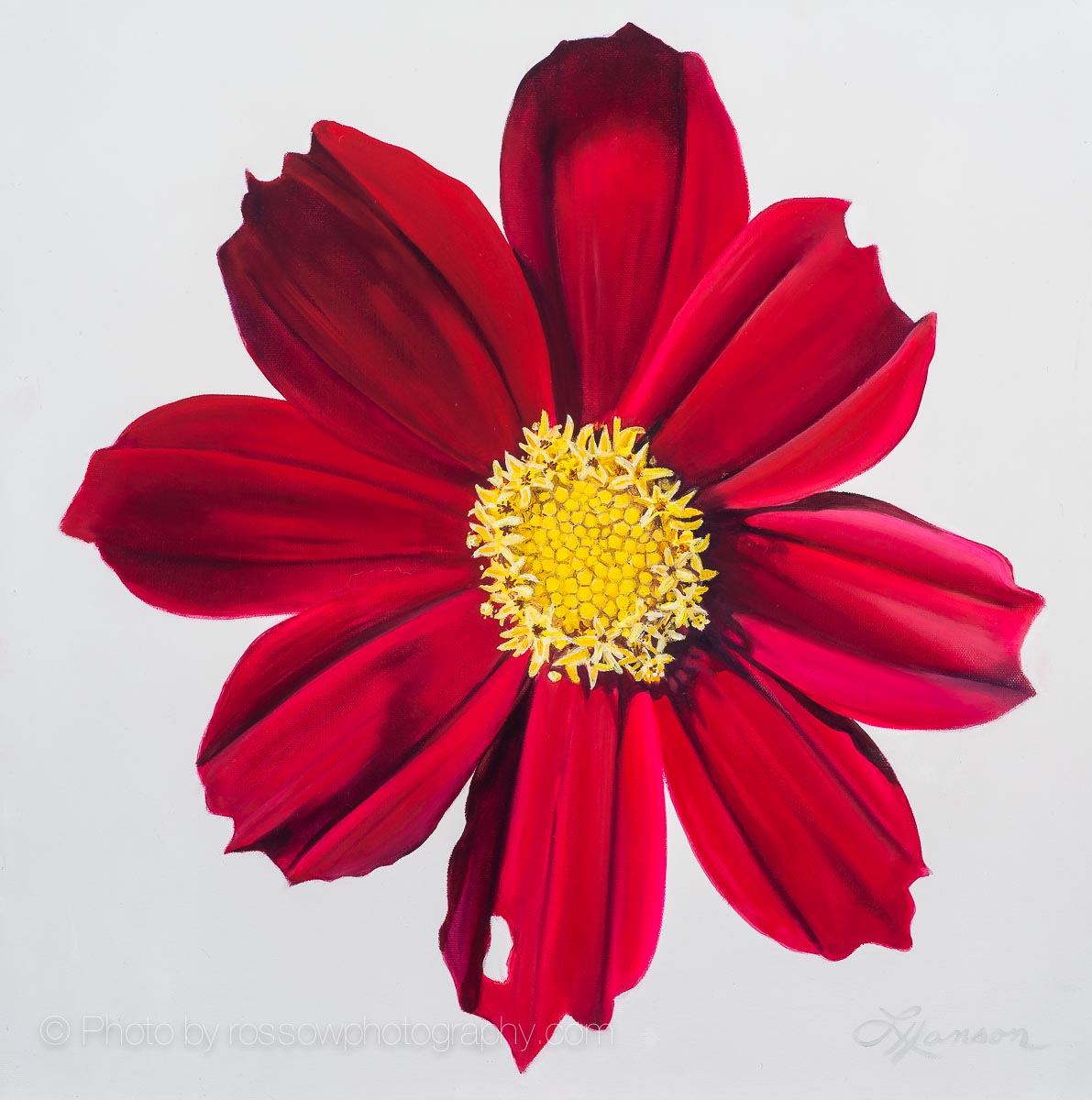 Red Velvet Cosmos-painting by Leanne Hanson-210428