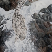 Johanna Lerwick painting photographed by Mitch Rossow - The Descent – Snow Leopard 30x20