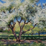 Louise Gillis painting photographed by Mitch Rossow - Spring White Blossoming Trees