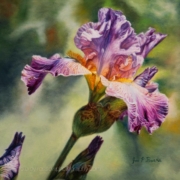 Jon Burns painting photographed by Mitch Rossow - Purple Iris