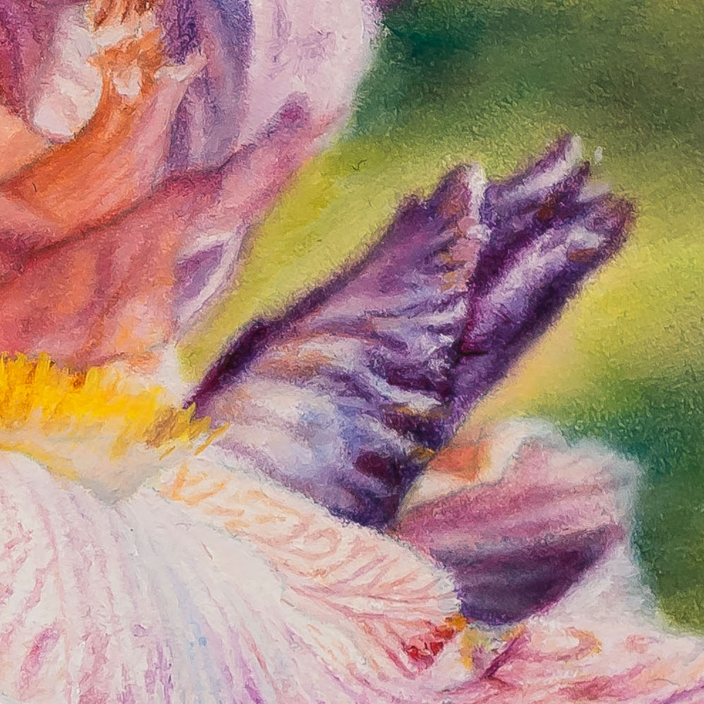 Jon Burns painting photographed by Mitch Rossow - Purple Iris detail