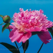 7 Free & Easy Artist Marketing Ideas Dyan-Padgett-Peony